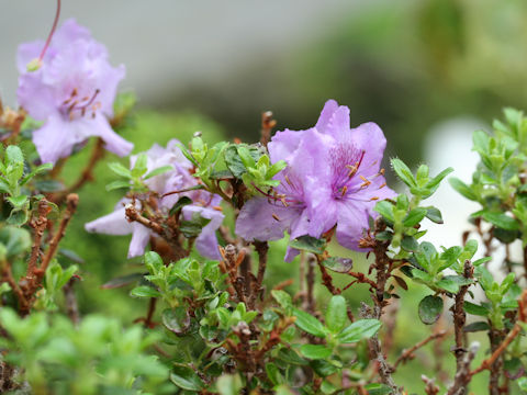 Rhododendron saluenense