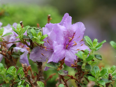 Rhododendron saluenense