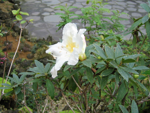 Rhododendron scottianum