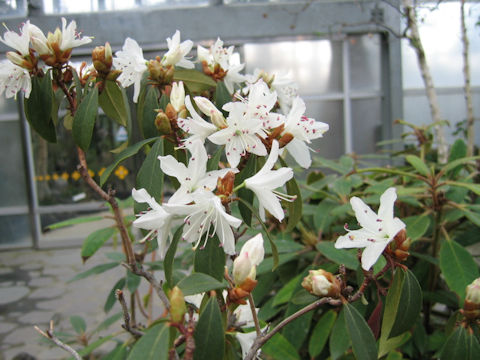 Rhododendron siderophyllum