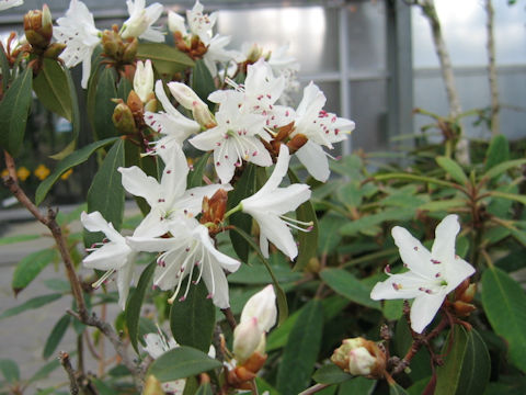 Rhododendron siderophyllum