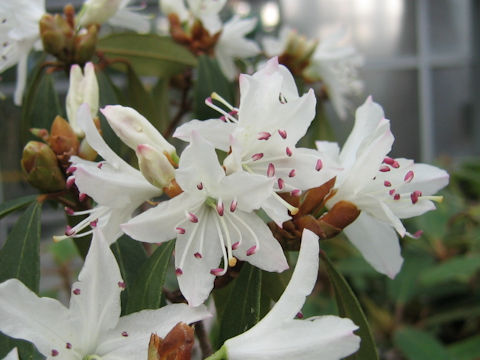 Rhododendron siderophyllum