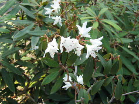 Rhododendron siderophyllum