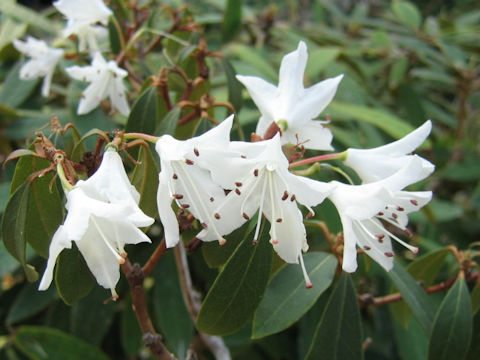 Rhododendron siderophyllum