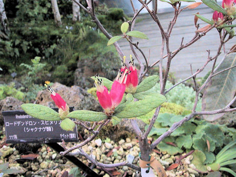 Rhododendron spinuliferum