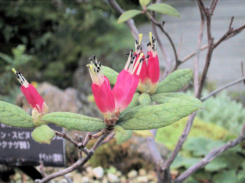 Rhododendron spinuliferum