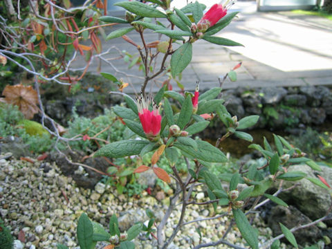 Rhododendron spinuliferum