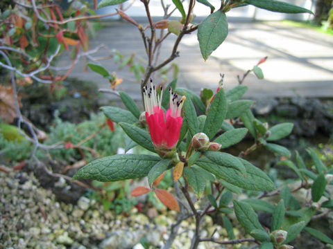 Rhododendron spinuliferum