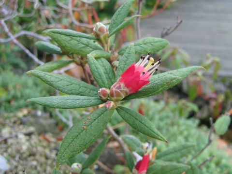 Rhododendron spinuliferum