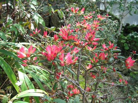 Rhododendron spinuliferum