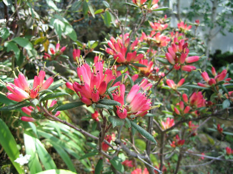 Rhododendron spinuliferum