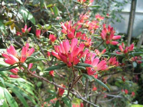 Rhododendron spinuliferum