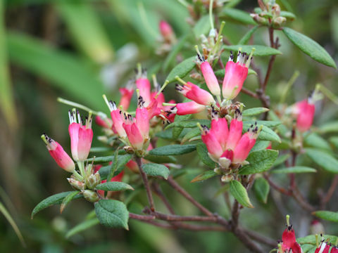 Rhododendron spinuliferum