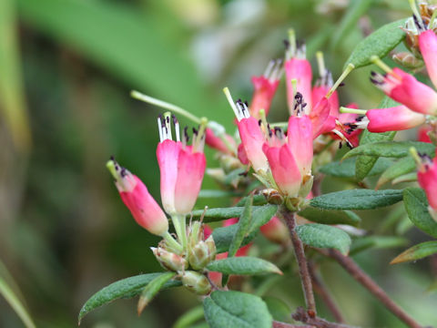 Rhododendron spinuliferum