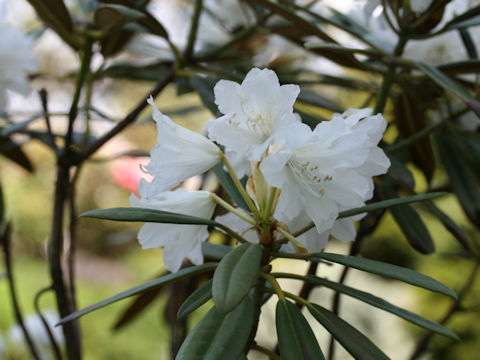 Rhododendron williamsianum