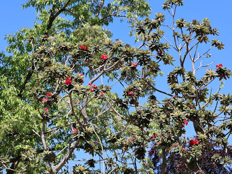 Rhododendron zeylanicum