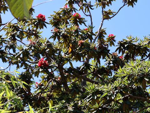 Rhododendron zeylanicum