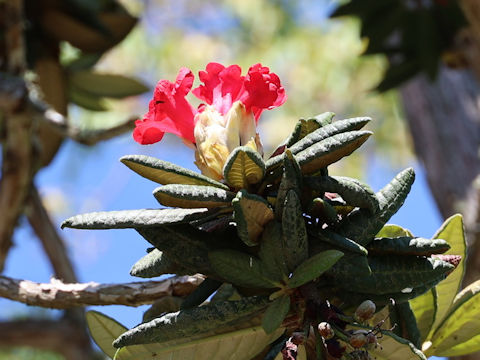 Rhododendron zeylanicum