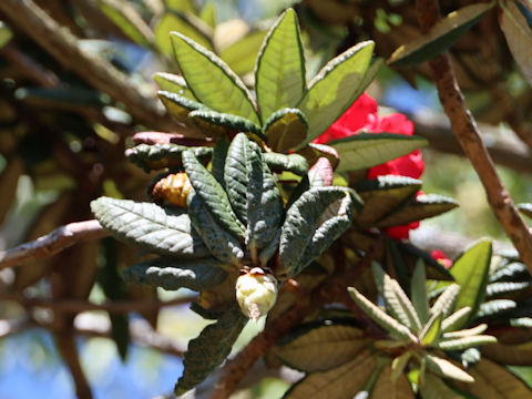 Rhododendron zeylanicum