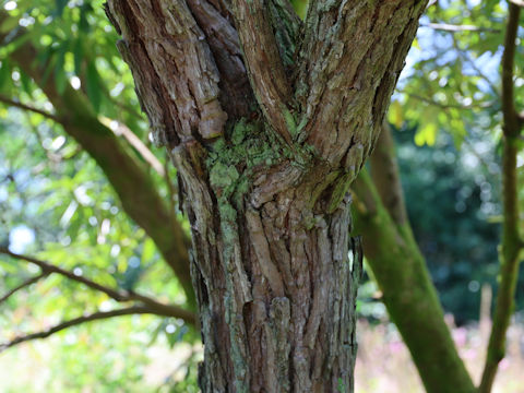 Rhododendron zeylanicum
