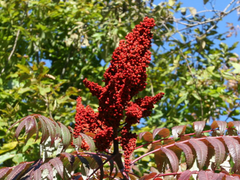 Rhus glabra