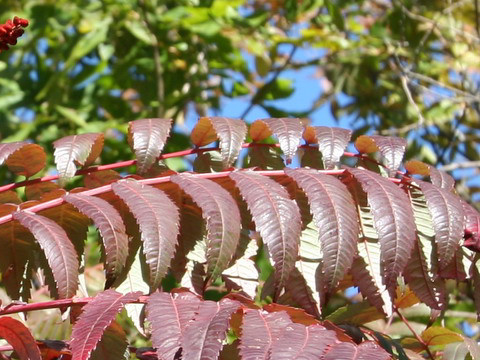 Rhus glabra