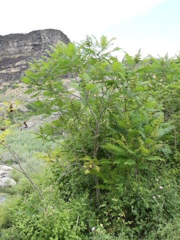 Rhus glabra