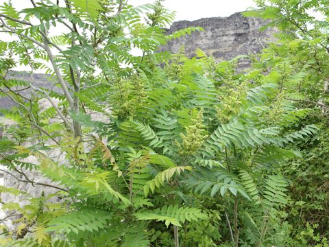 Rhus glabra