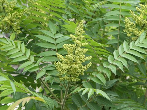 Rhus glabra