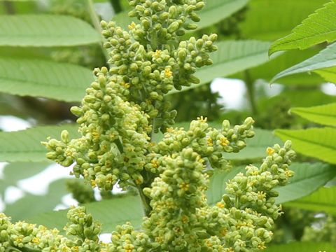 Rhus glabra