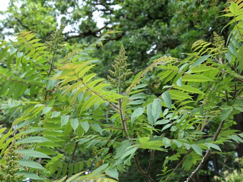 Rhus glabra