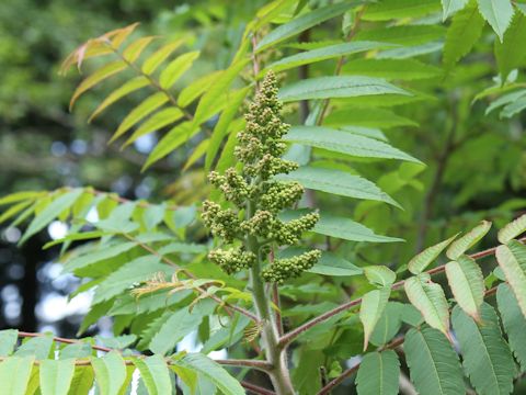 Rhus glabra