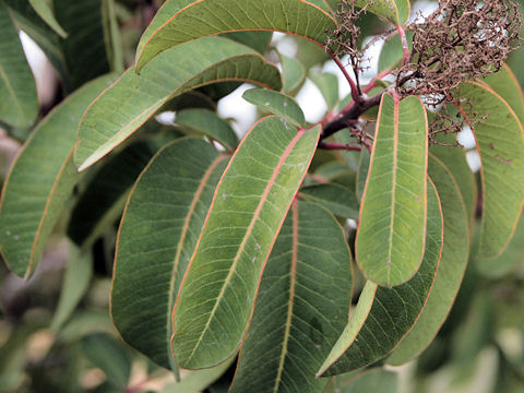 Rhus laurina