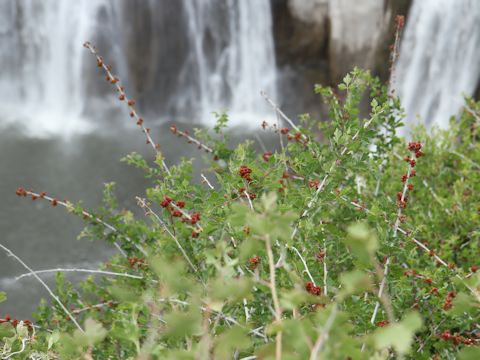 Rhus trilobata