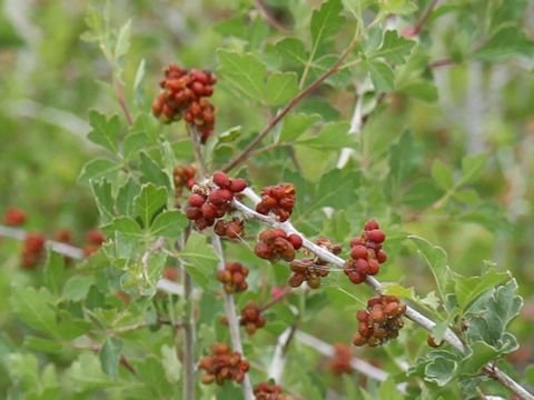 Rhus trilobata