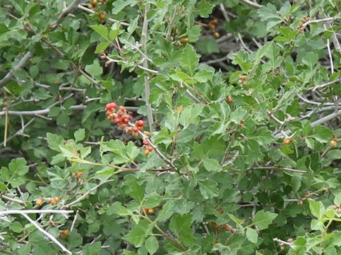 Rhus trilobata