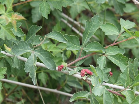 Rhus trilobata