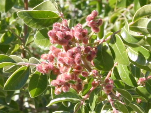 Rhus virens