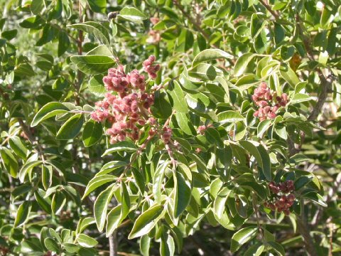 Rhus virens