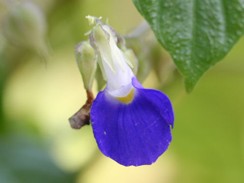 Rhynchoglossum gardneri