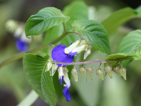 Rhynchoglossum gardneri