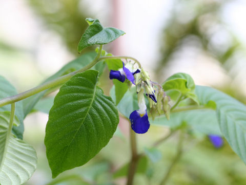 Rhynchoglossum gardneri