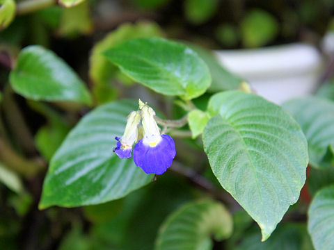 Rhynchoglossum gardneri