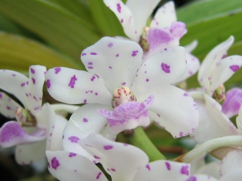 Rhynchostylis gigantea