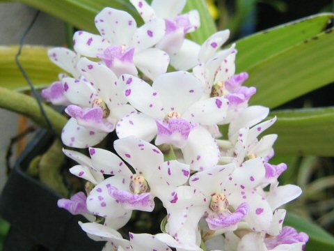 Rhynchostylis gigantea