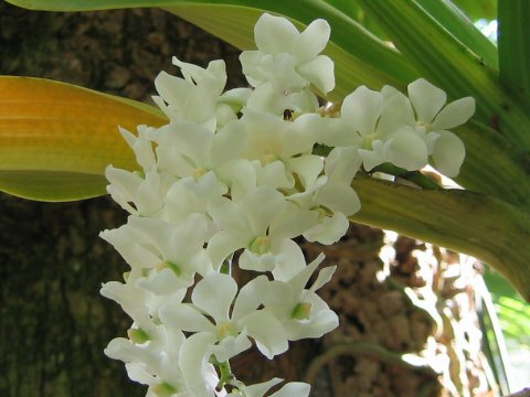 Rhynchostylis gigantea var. alba