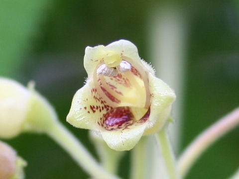 Rhytidophyllum tomentosum