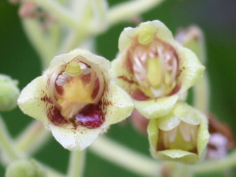 Rhytidophyllum tomentosum