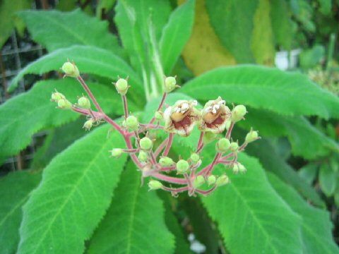 Rhytidophyllum tomentosum