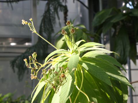 Rhytidophyllum tomentosum